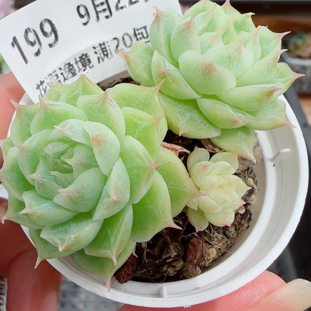 花语逸镜0922-199散