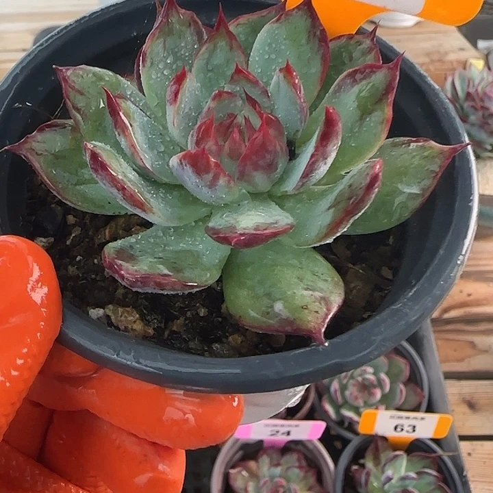 92 惊鸿仙子多肉植物