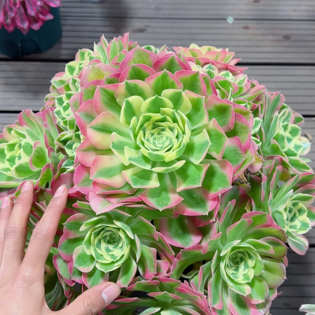 多肉植物发货发货