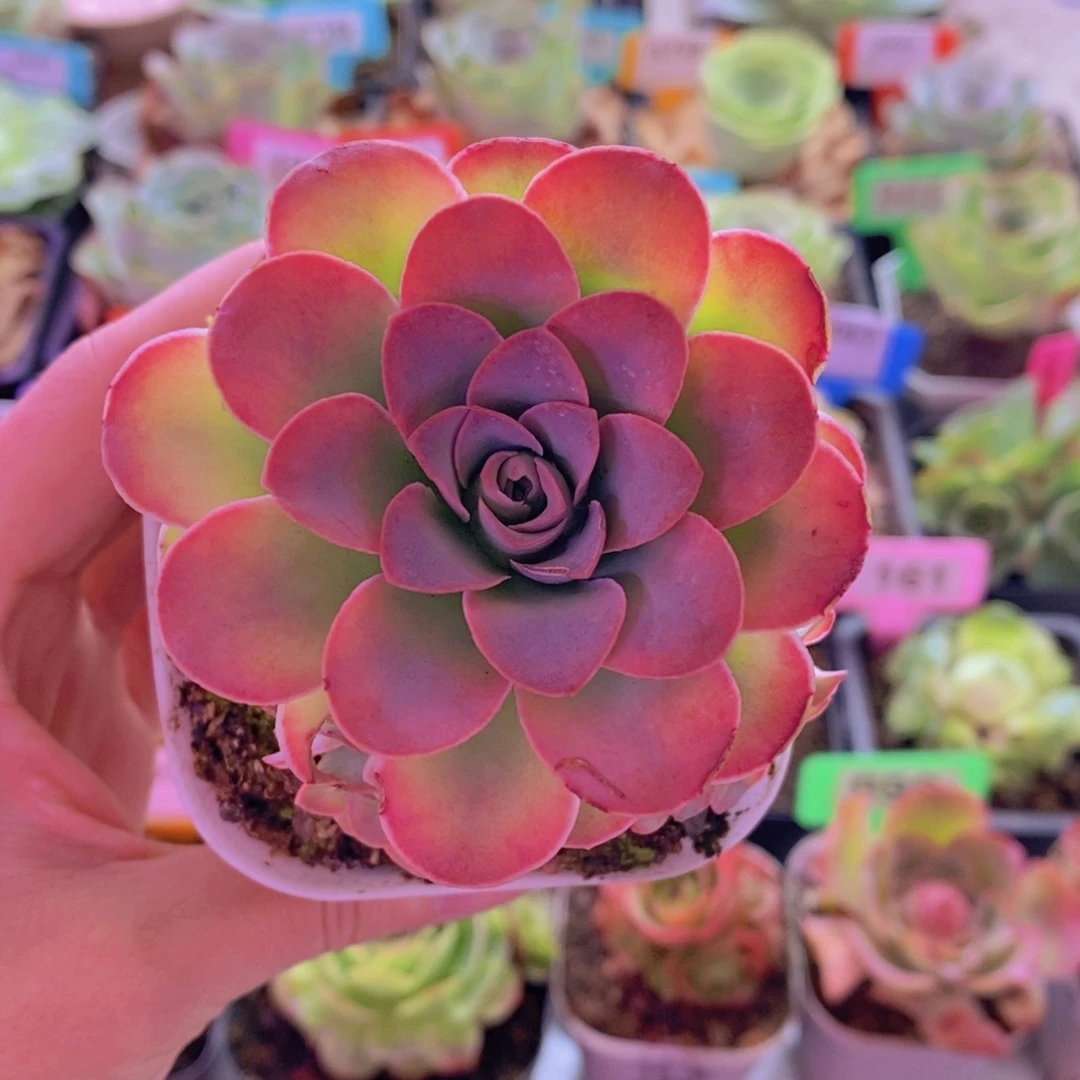 不染x粉黛x若初x各种296