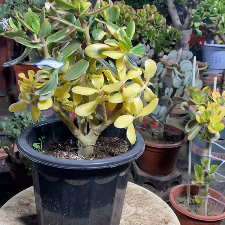 白锦花月一物一拍