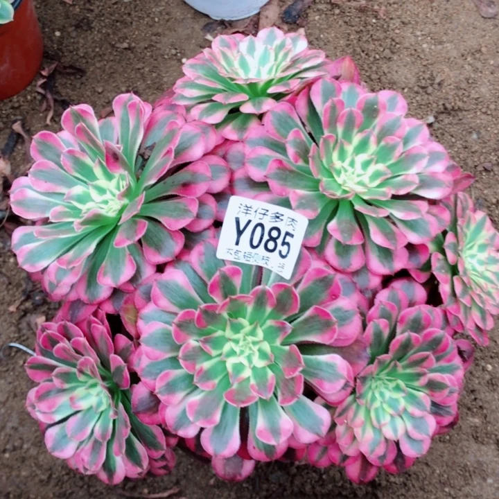 红铜白085尺寸25左右