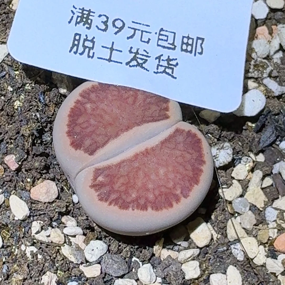 220多肉哈哈哈哈哈哈哈