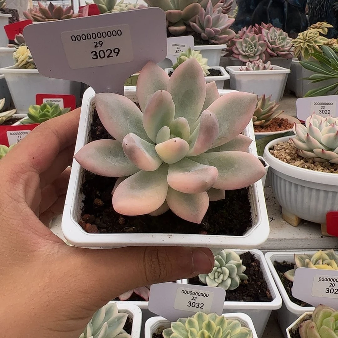 3029号小彩奥多肉植物