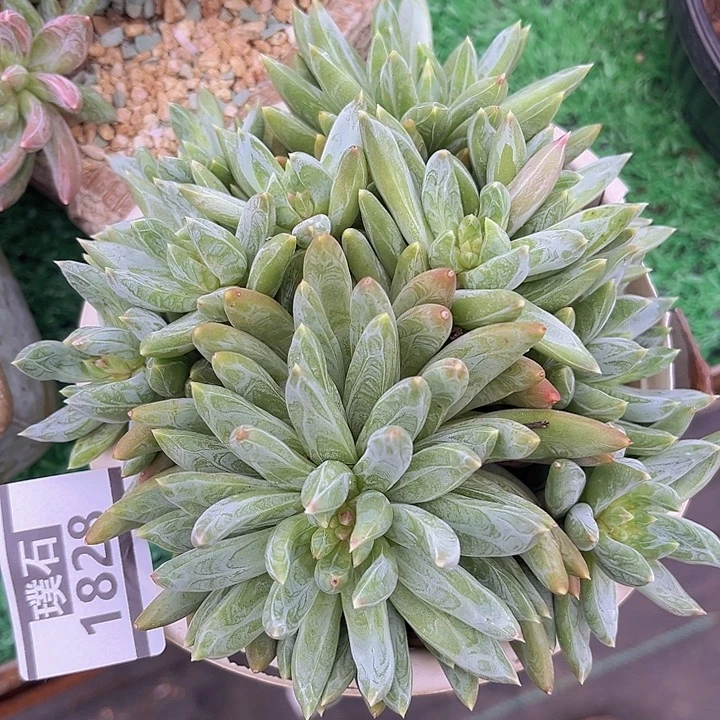 炫彩星1828多肉植物