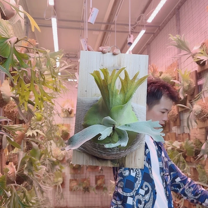 无花朵黄月a3。