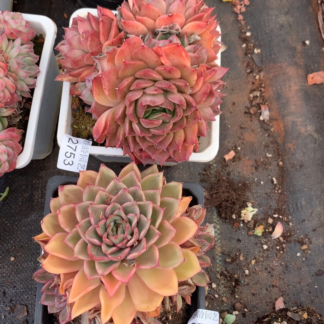 十*月2754-2753两颗14厘米