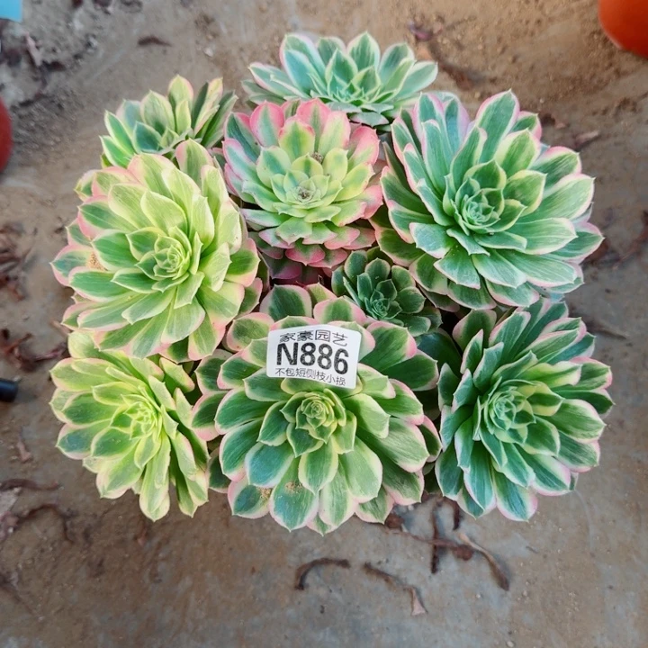 886海王官服25左右2