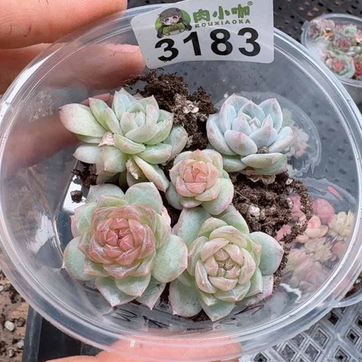 多肉植物多肉植物