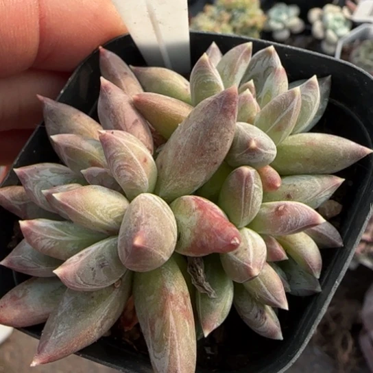 12炫彩星多肉植物多