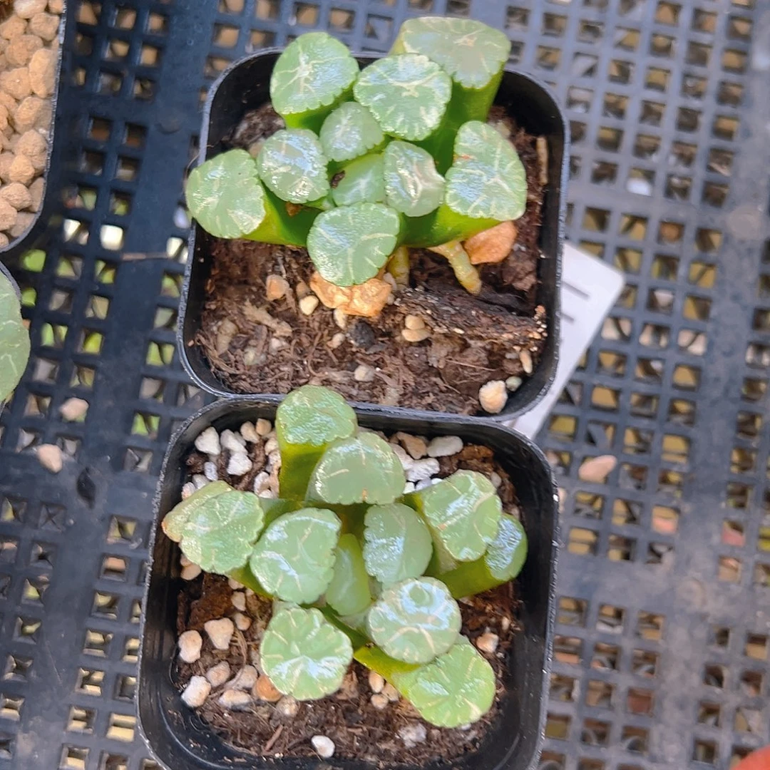 欧系列万象多肉多肉多肉