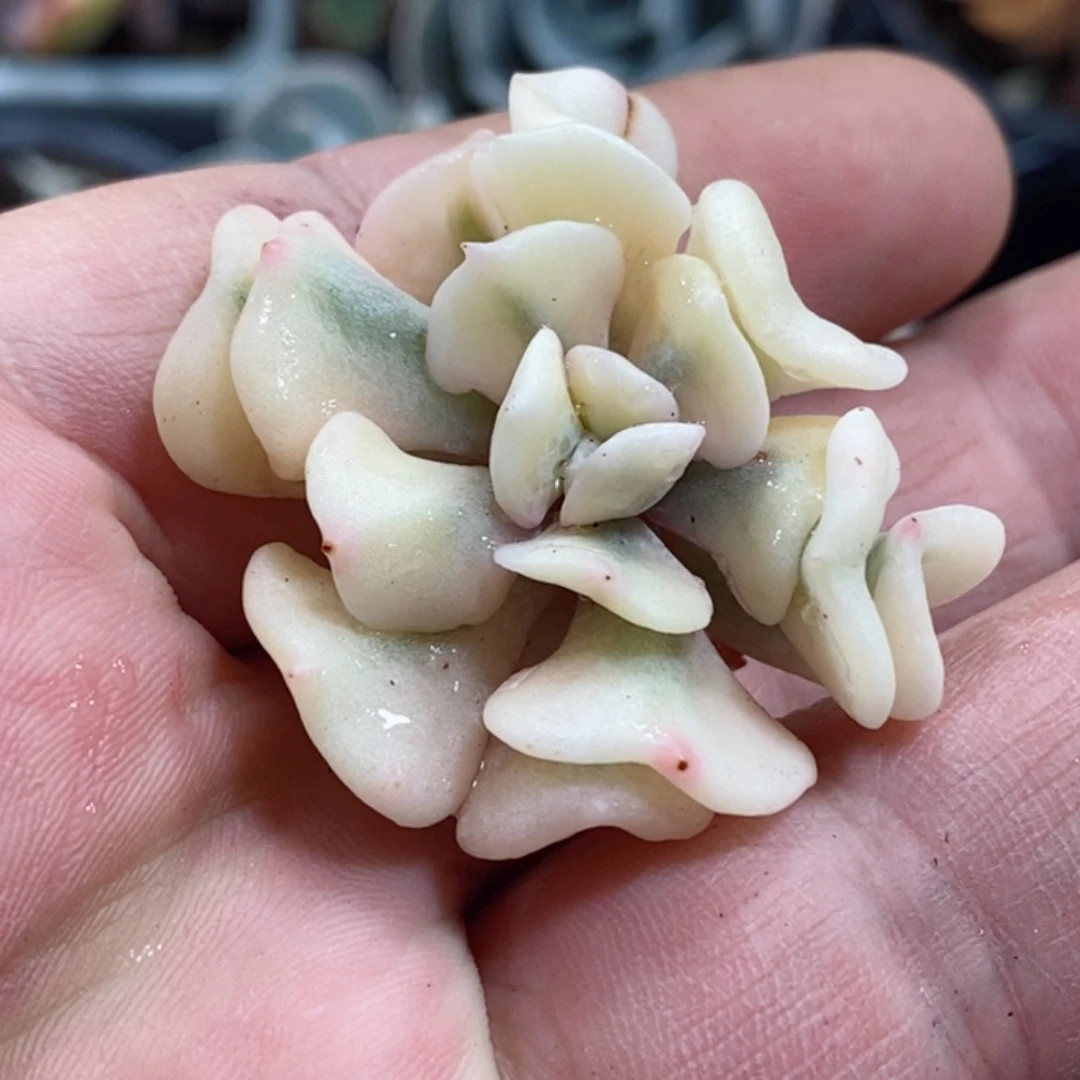 雪精灵锦  小方花圃一物一拍