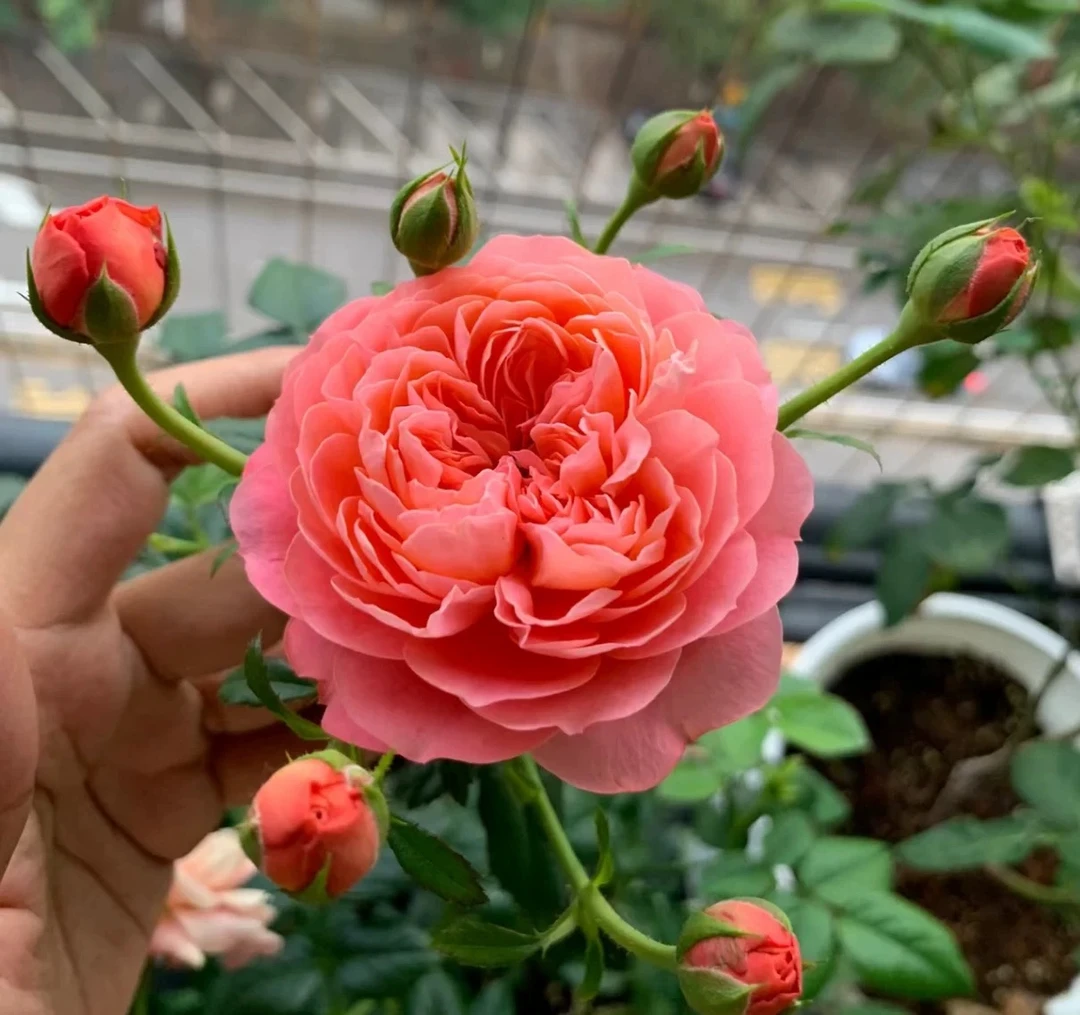 【血橙果汁】丰花多头月季玫瑰花苗 庭院阳台盆栽四季开花耐寒耐热