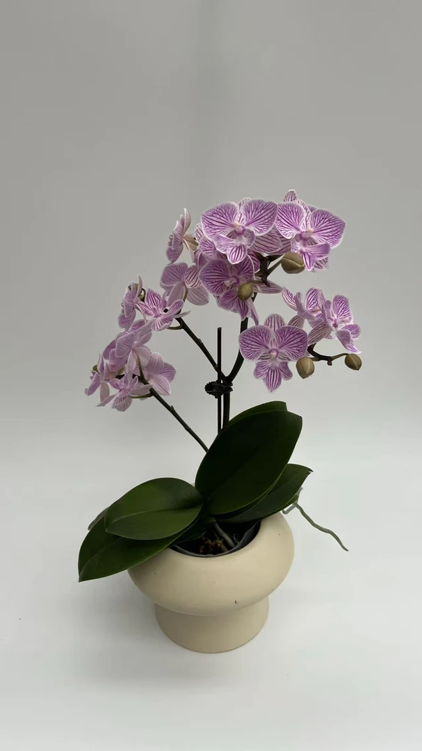 兰香韵蝴蝶兰【樱花】蝴蝶兰爆花量耐摆好养，开花时间长蝴蝶兰盆栽