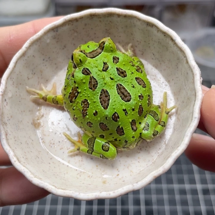 角蛙钟角蛙 钟角 086