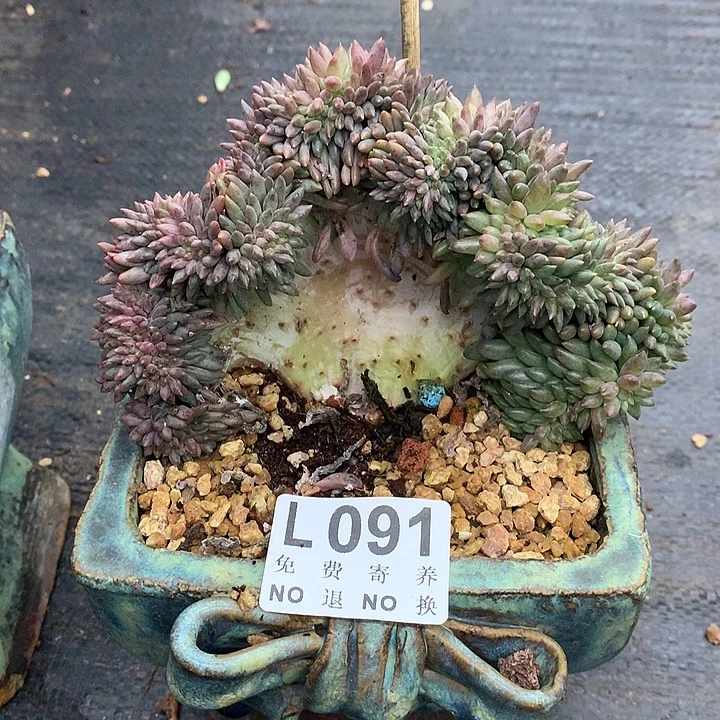 新***）红蜻蜒缀化 9.25号左右发货了