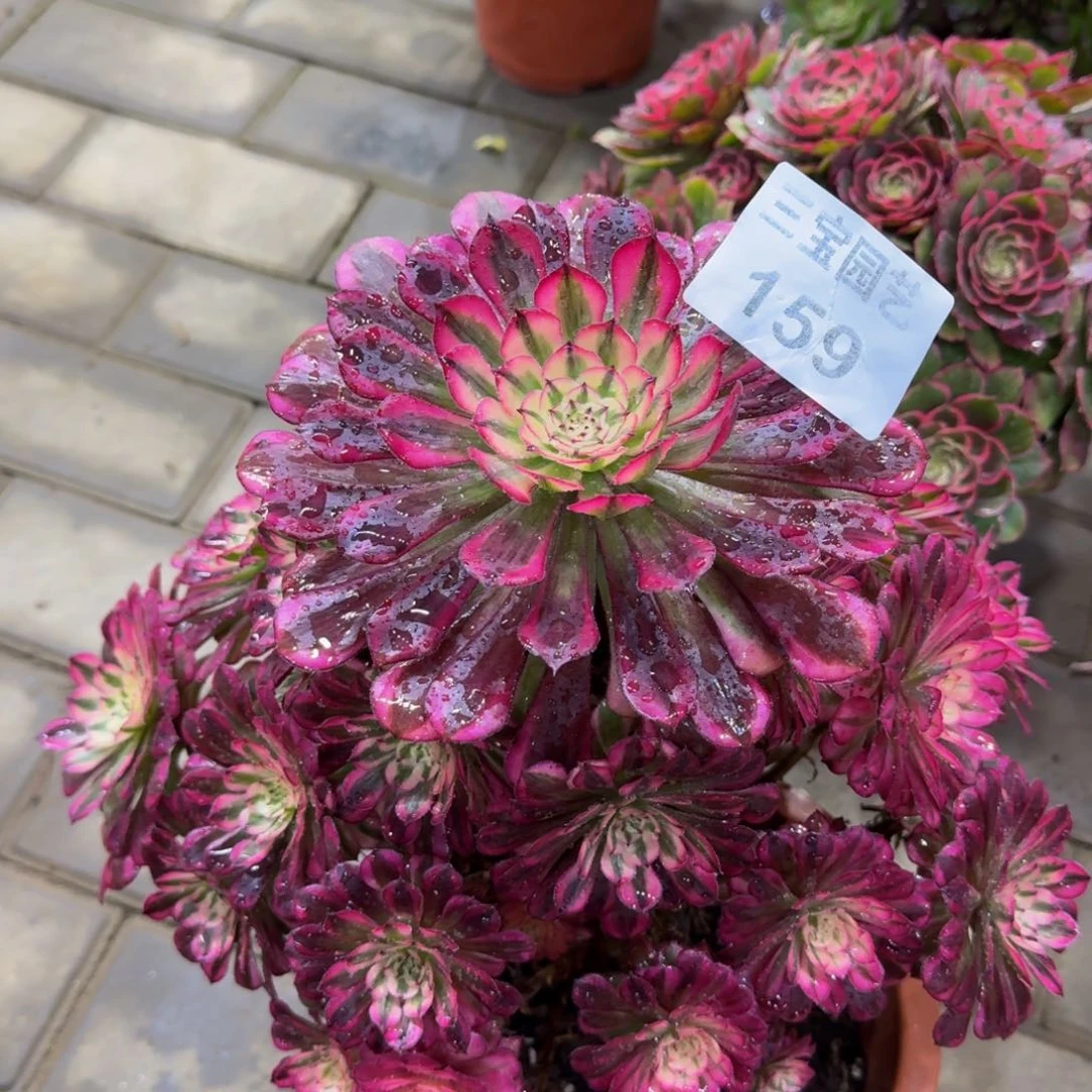 晨*?多肉植物159红桐柏