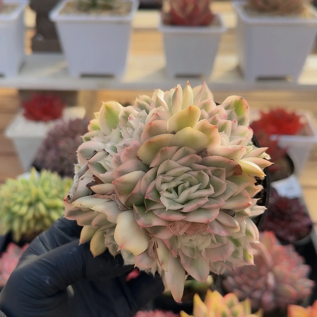 1129-49紫蝴蝶锦群生