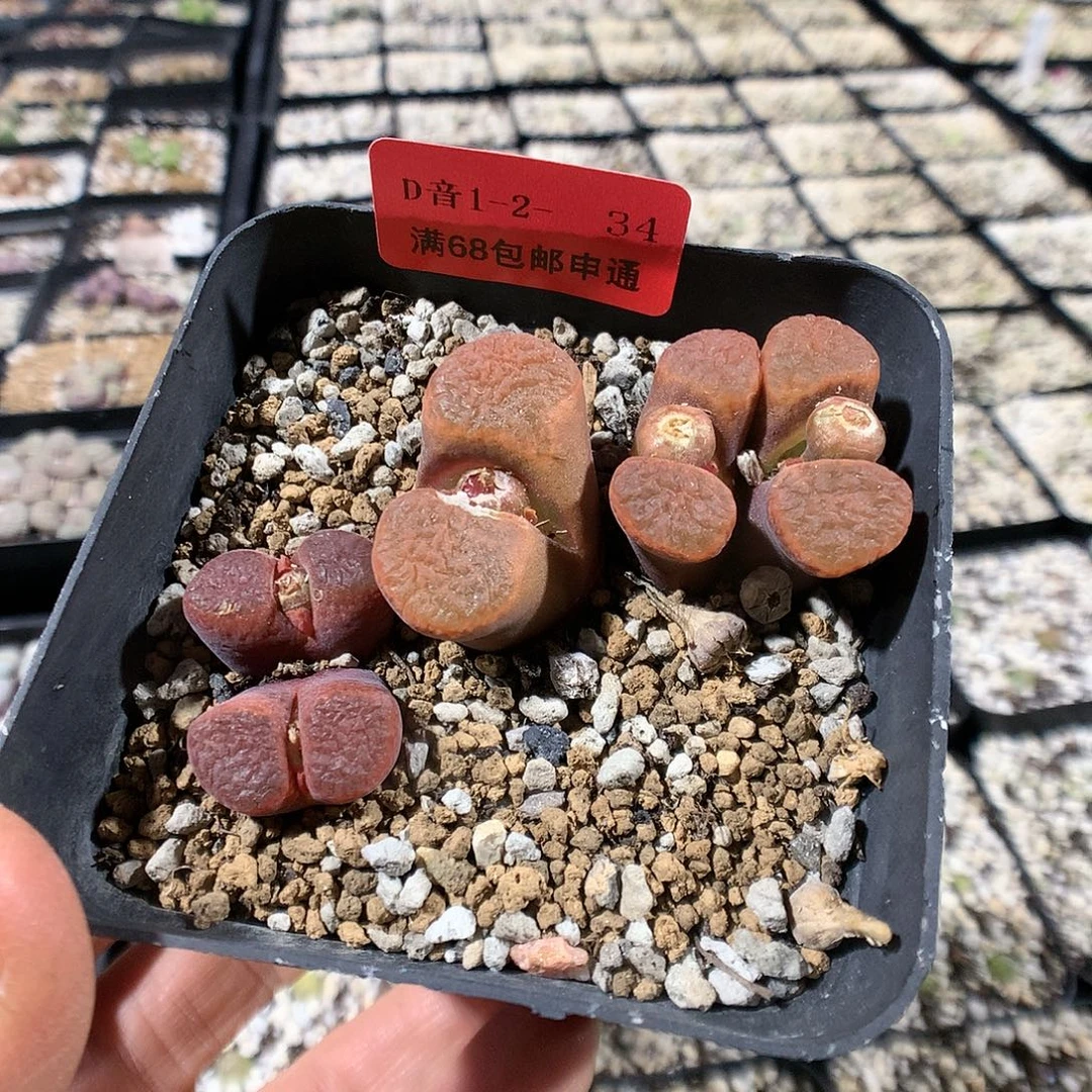 1-2-34     风铃1盆