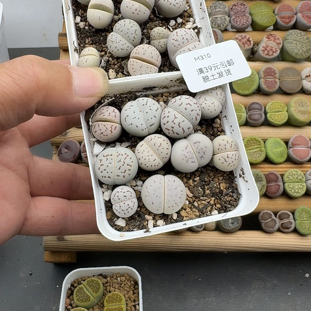 310多肉哈哈哈哈哈哈