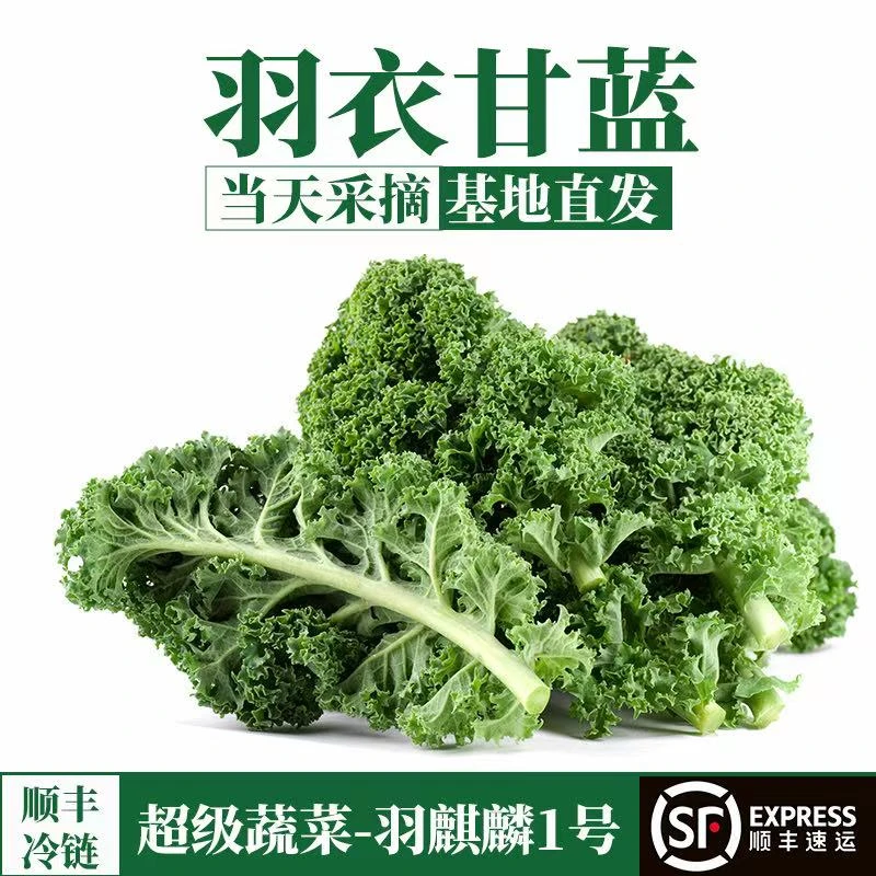 【进口羽麒麟】0农残新鲜羽衣甘蓝精品鲜叶嫩叶口感好产地现采直发