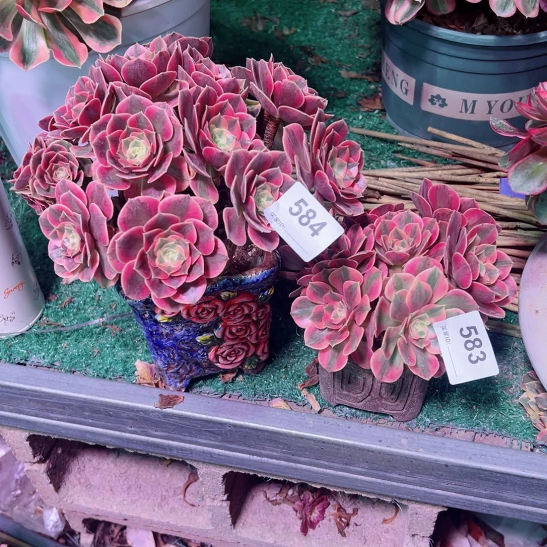 徐***风584/583组合法师多肉植物