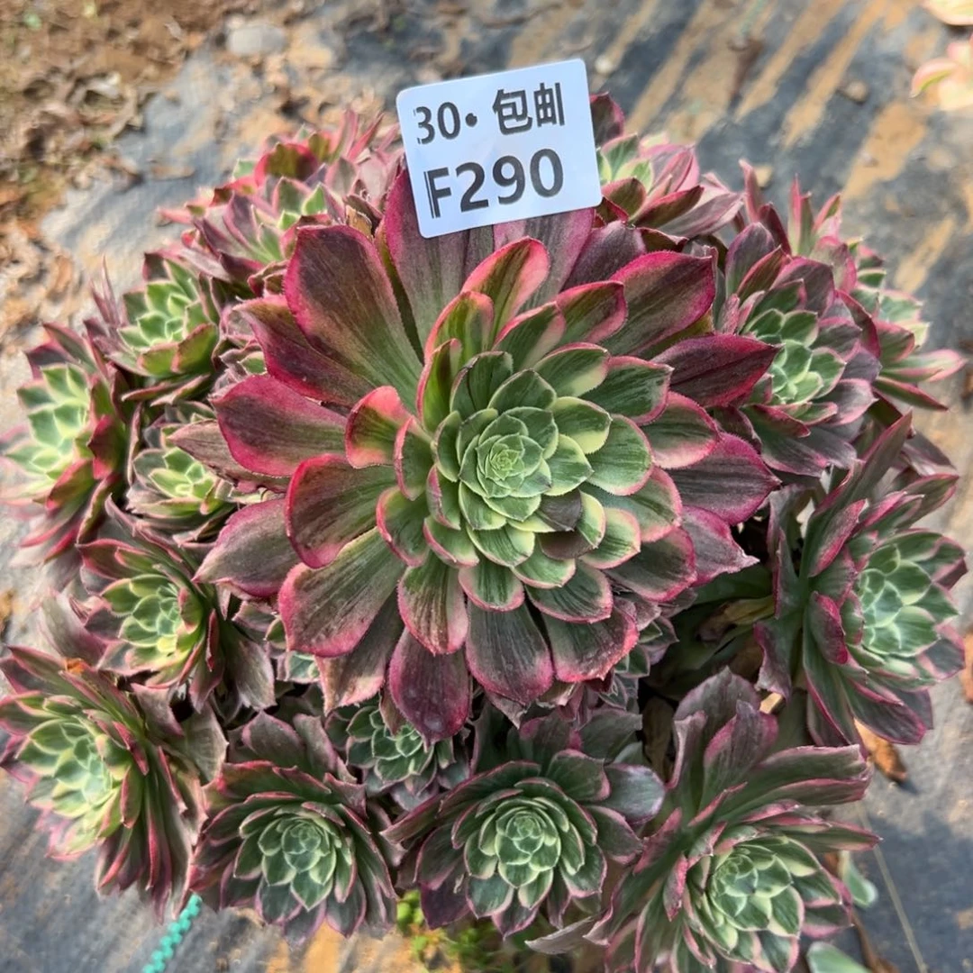 290万花筒多肉法师