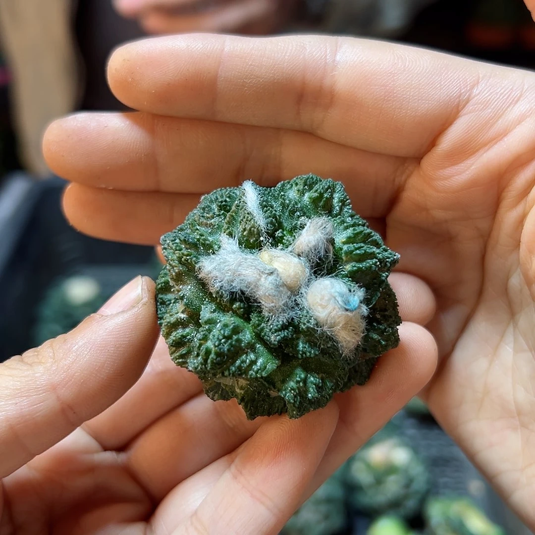 苗接无根龟甲牡丹4公分