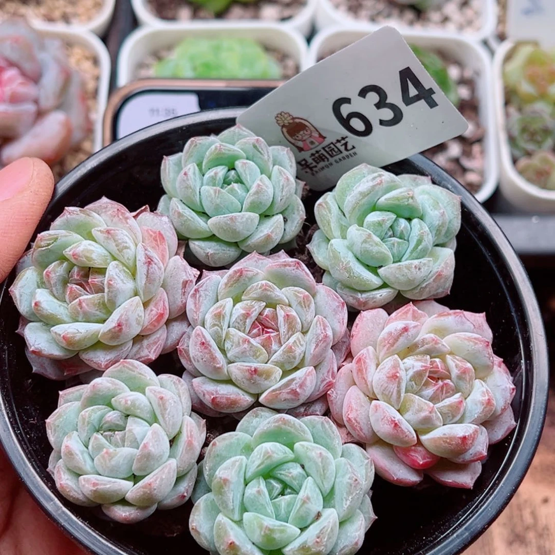 当前无花朵，栽培后可花朵