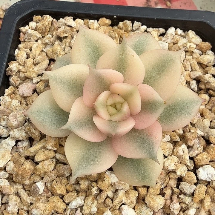 用****1湖腹轮锦一颗多肉植物