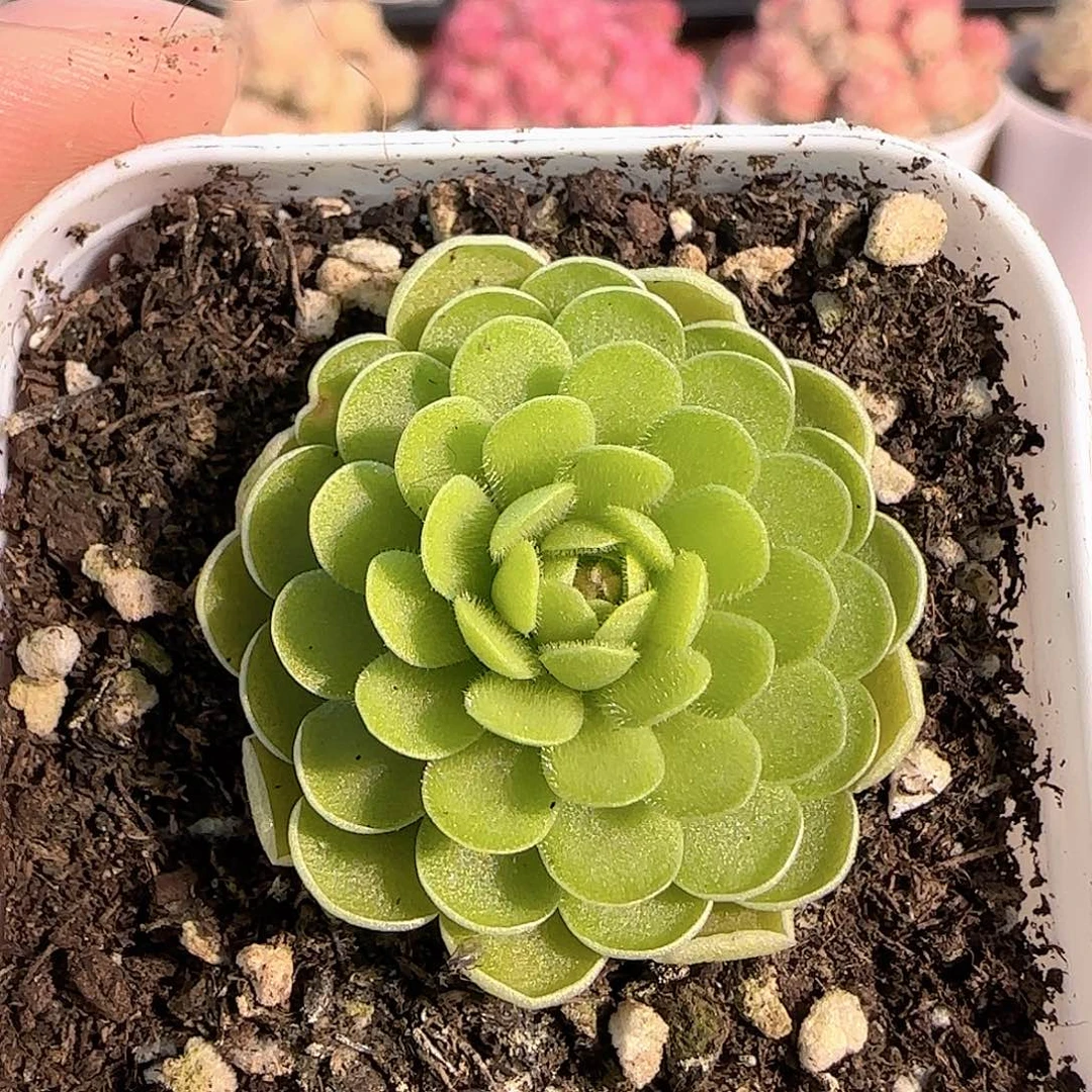 多肉1214-260捕虫堇