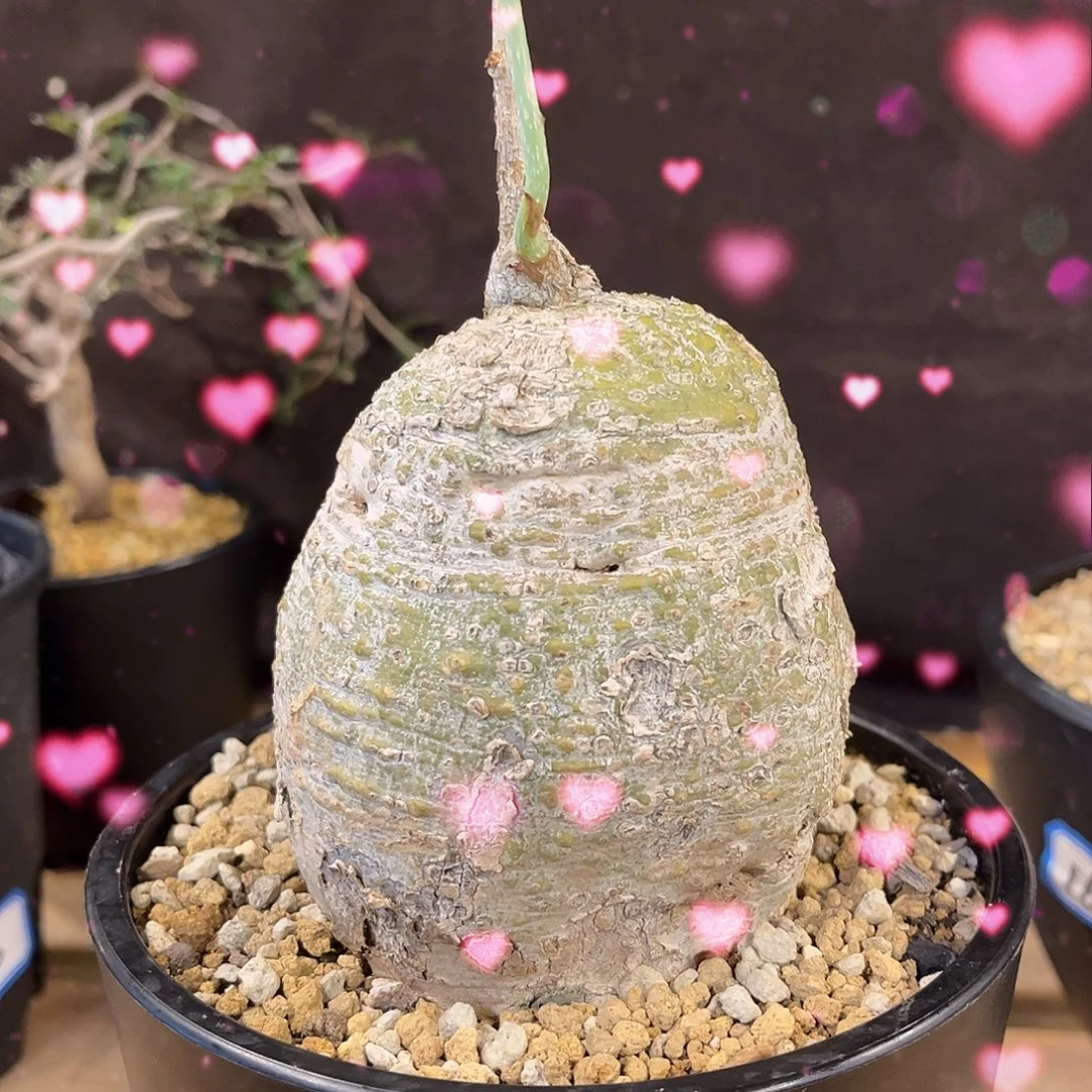 潮流植物 魔妃雪花西番莲