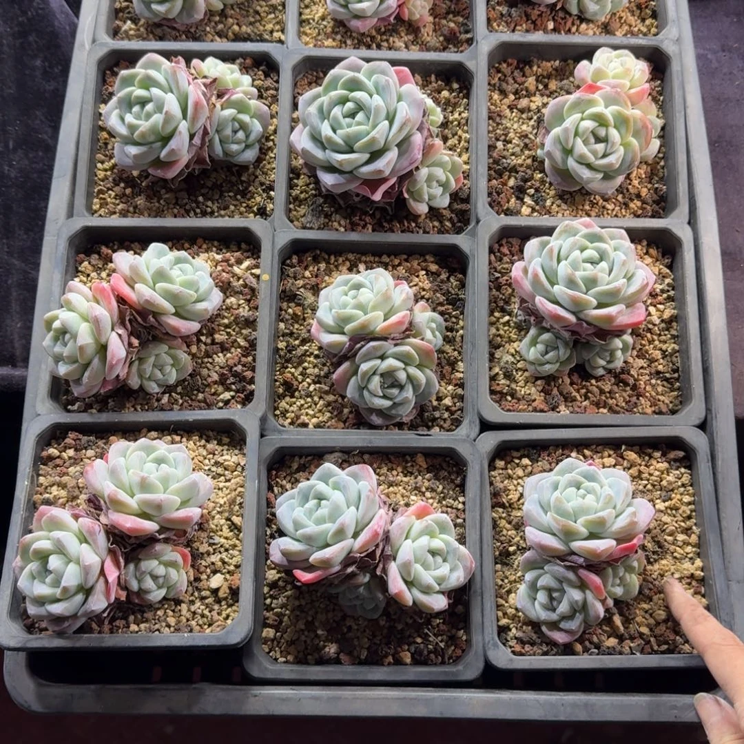 静***谧冰玉12颗脱土发51号