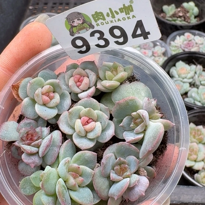多肉植物多肉植物