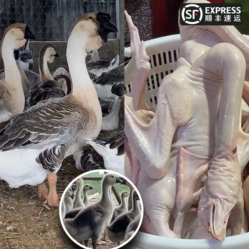 1斤左右正宗特大种狮头鹅鹅肉肉质鲜美顺丰包邮