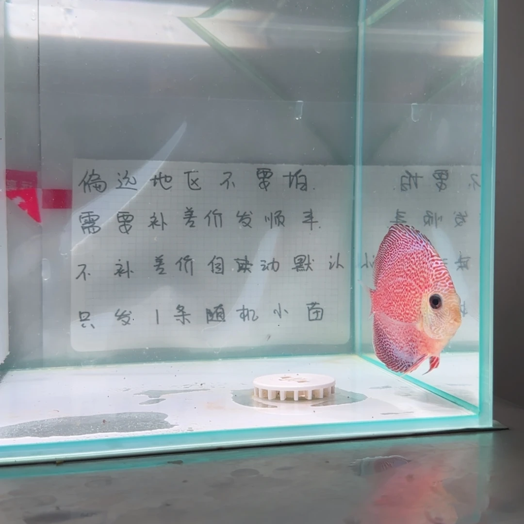 七彩神仙鱼肉身8偏远地区不拍
