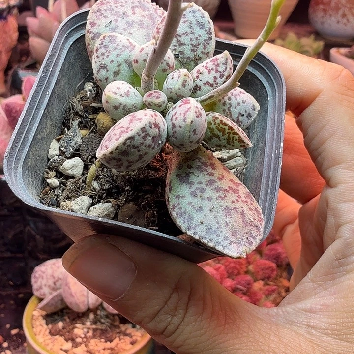 蔡***蔡水蜜桃的味道真的是太