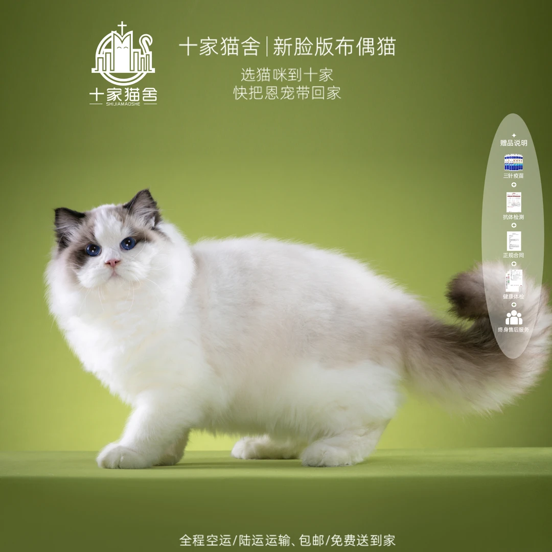 【十家猫舍】豆丁-弟弟 I新脸版布偶猫I猫咪活体