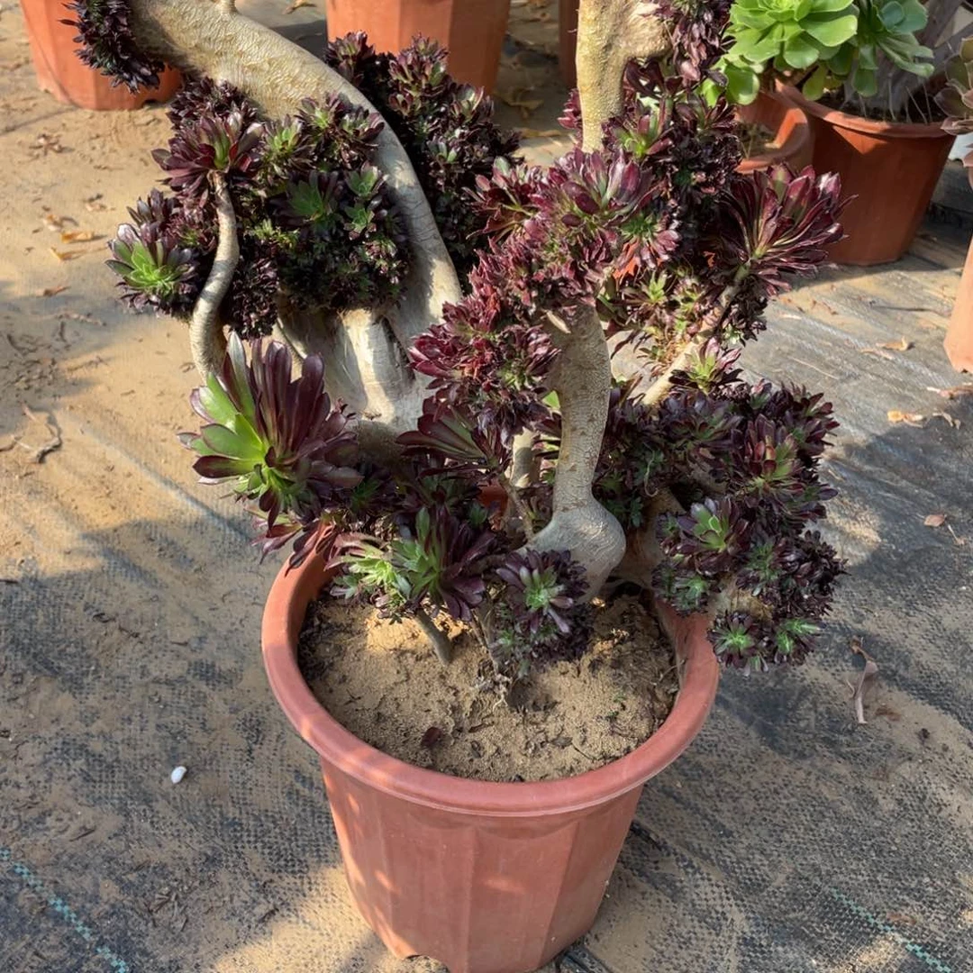 万**红黑法师缀脱土发货