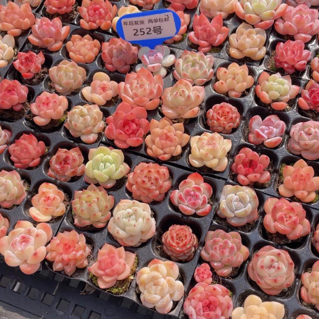 252号全状态小高货美肉九个