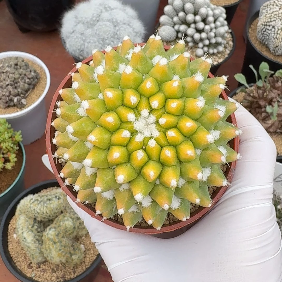 浩***浩银春锦仙人球123453