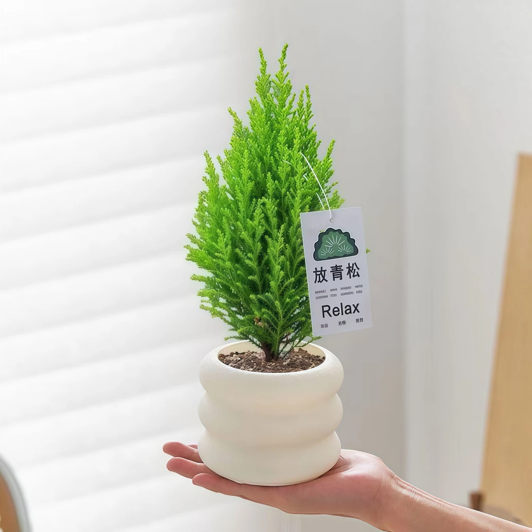 小香松mini放青松放轻松桌面盆栽绿植ins净化空气四季常青好养
