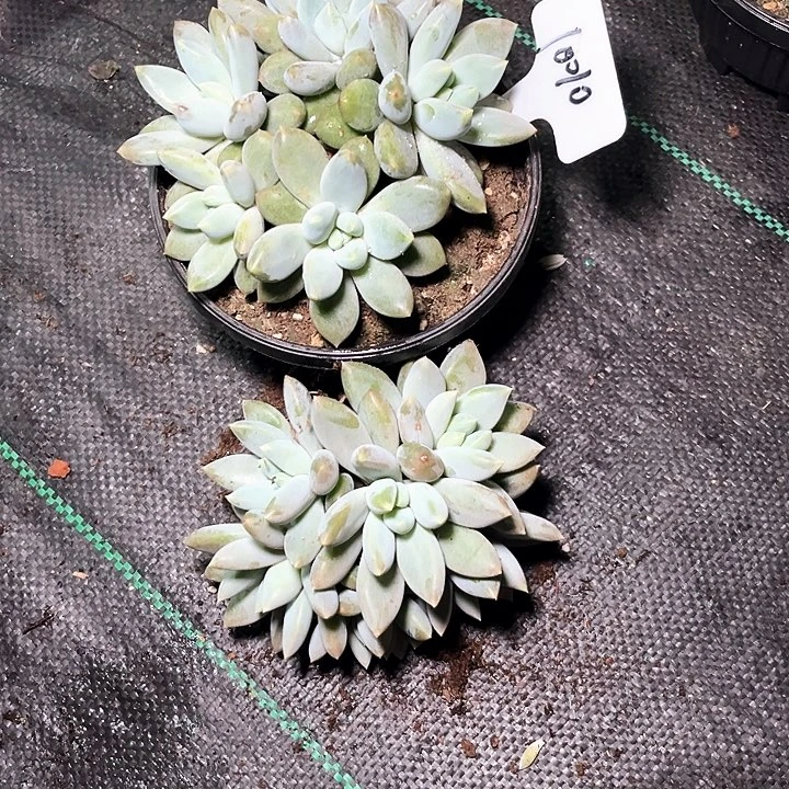 哥特10010号码牌子的话