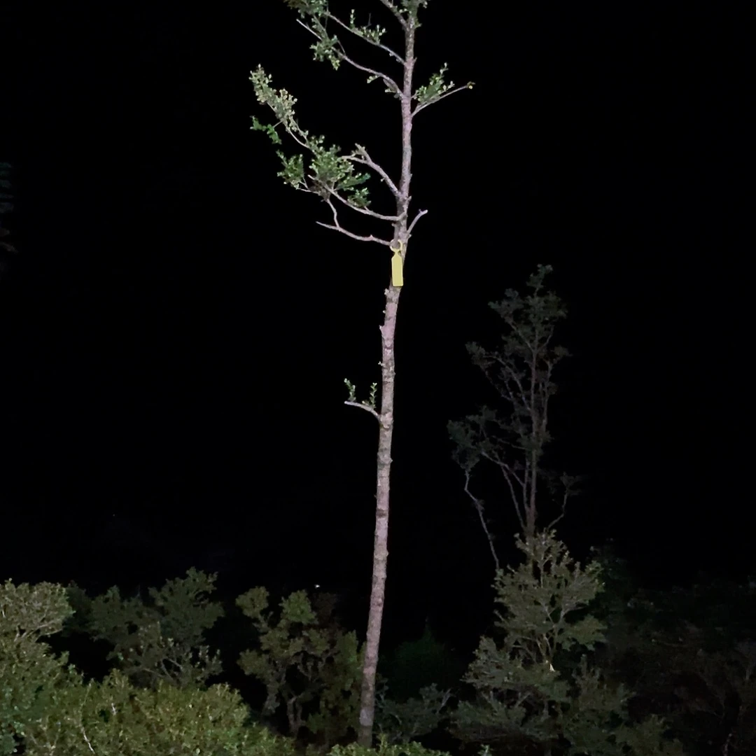 鑫***合安徽大别山珍珠黄杨