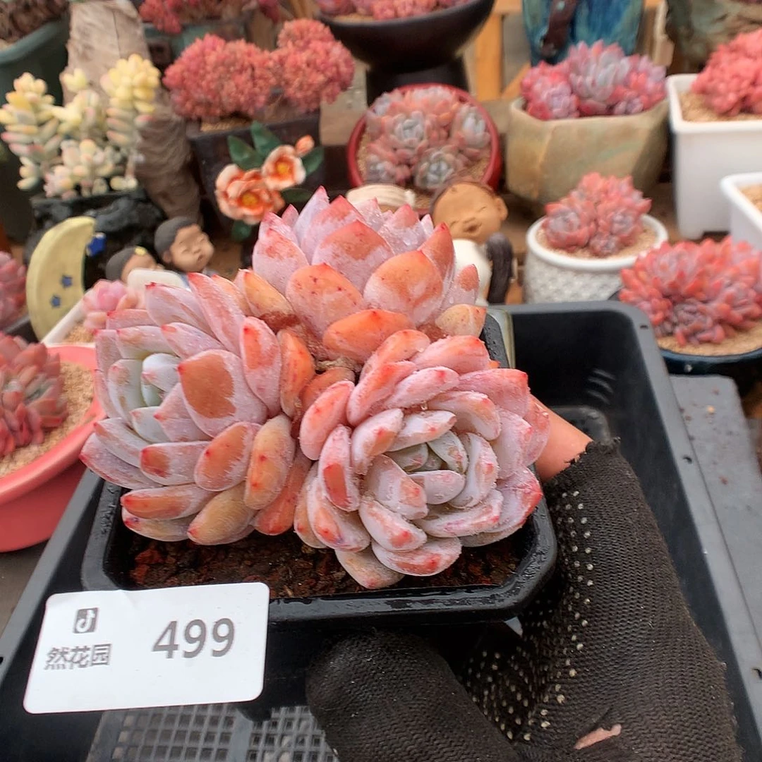 499糖心橙多肉植物6666