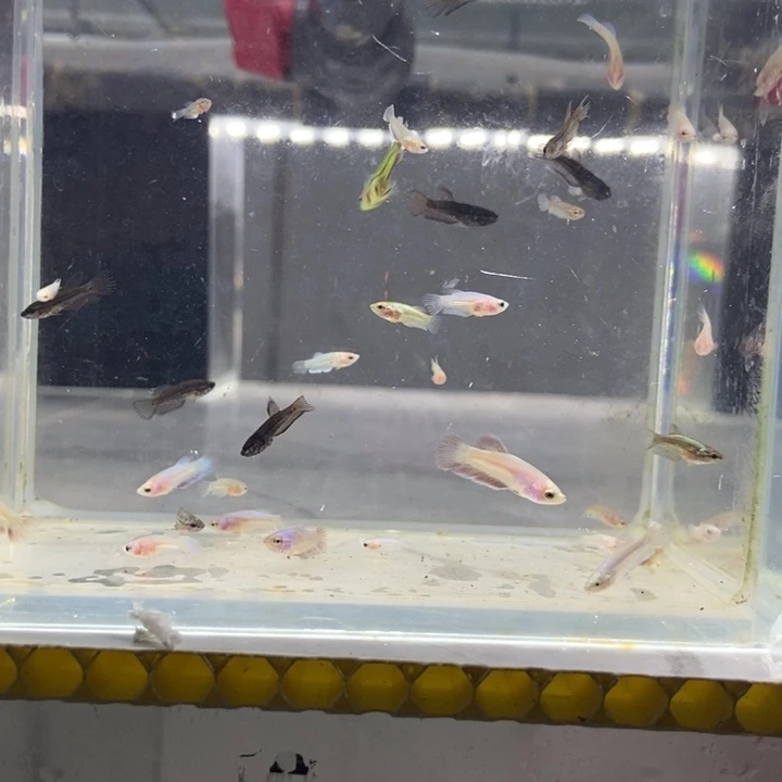 斗鱼包活不包损所见即所得043