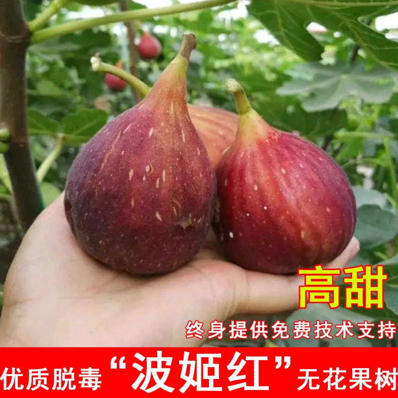 波姬红无花果树苗盆栽地栽无花果苗北南方耐寒庭院当年结果果树苗