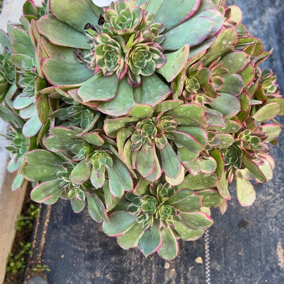 1粉花妖多肉多肉多肉