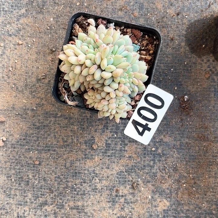 库**子多肉植物一物一拍