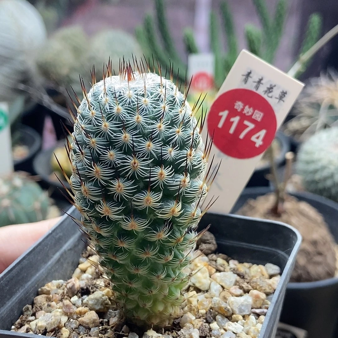 实生幸福丸3.1cm一棵仙人球